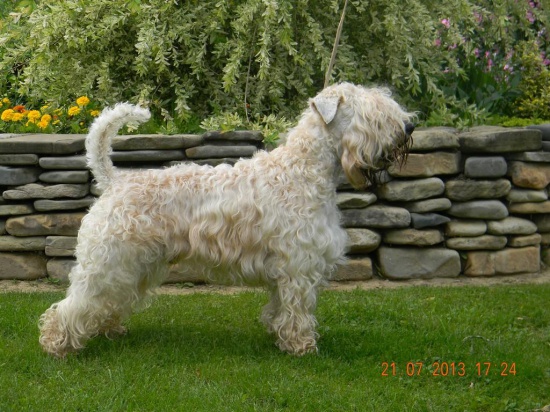 SOFT IRISH WHEATEN TERRIER TERRIER PSZENICZNY