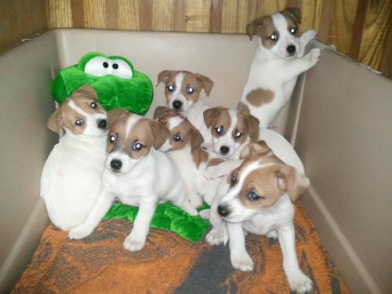 Szczeniaki Jack Russell Terrier